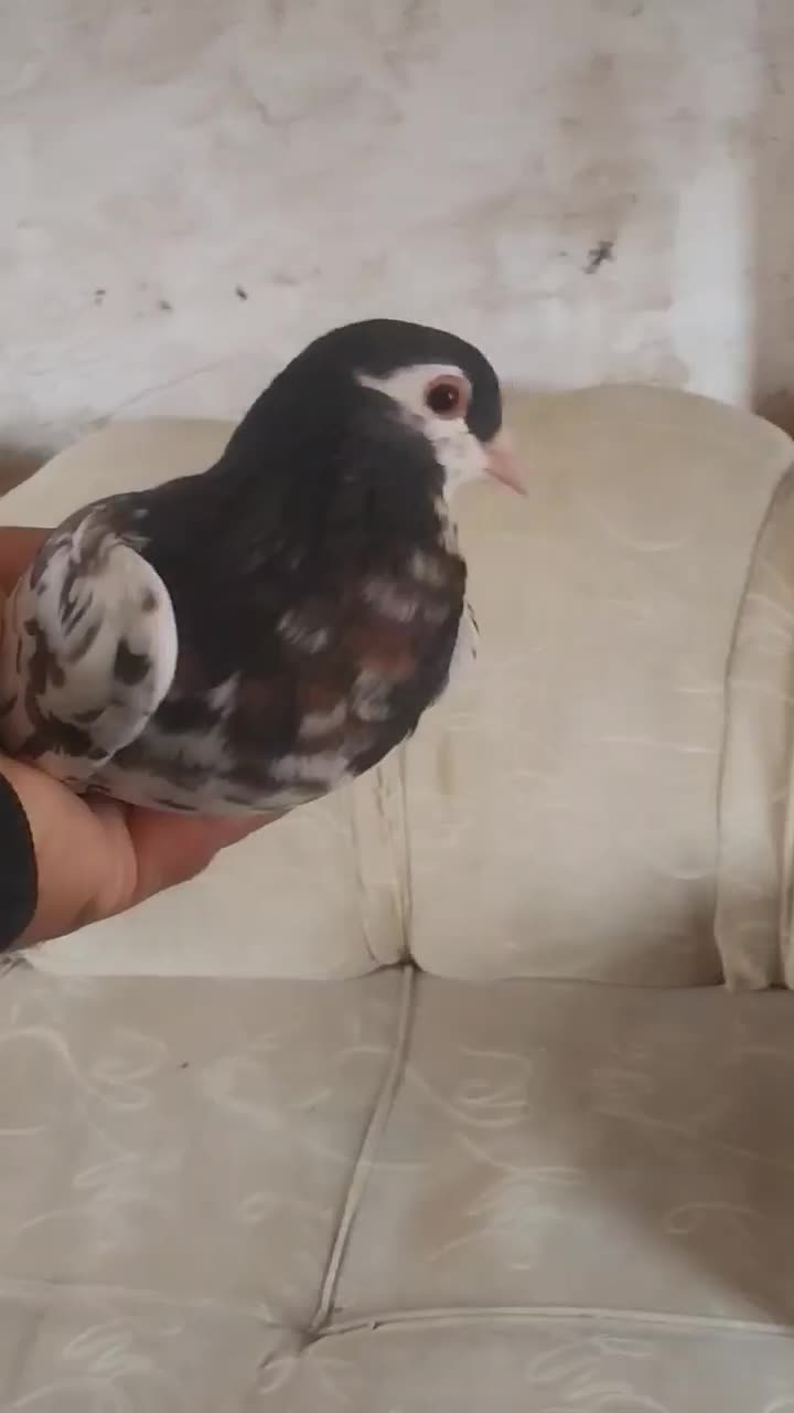 خال سیاه ماده|پرنده|تربت جام, تیپ ۳۸ زرهی تربت جام|دیوار