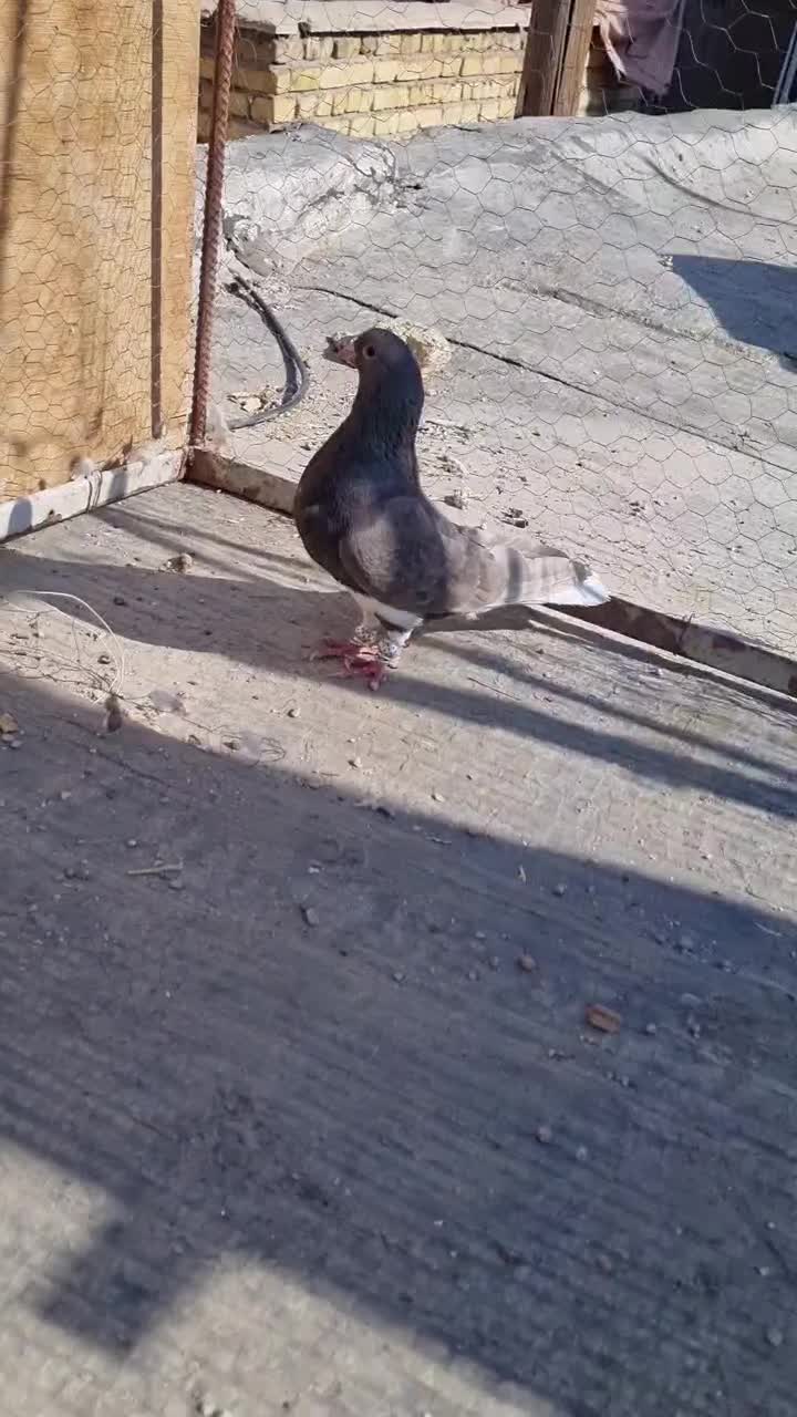 ماده شهری سرکه ای عتیقه|پرنده|شیراز, بازار|دیوار