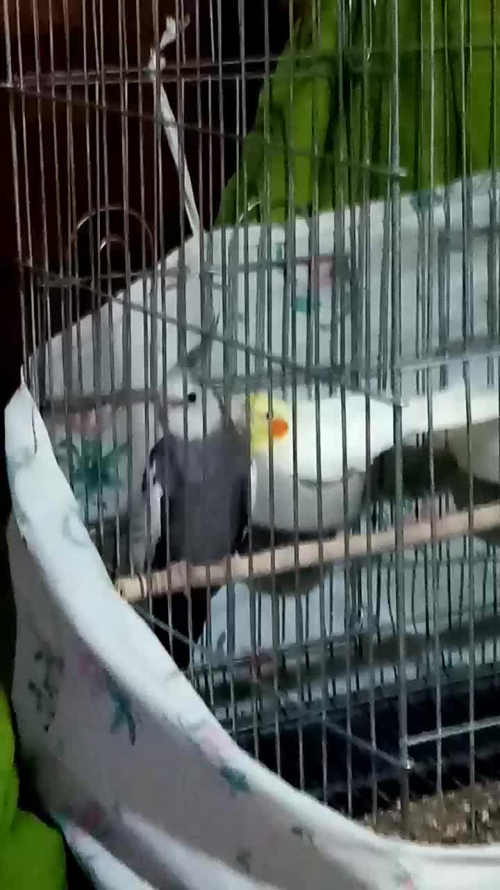 عروس هلندی جفت مولد|پرنده|بانش, |دیوار