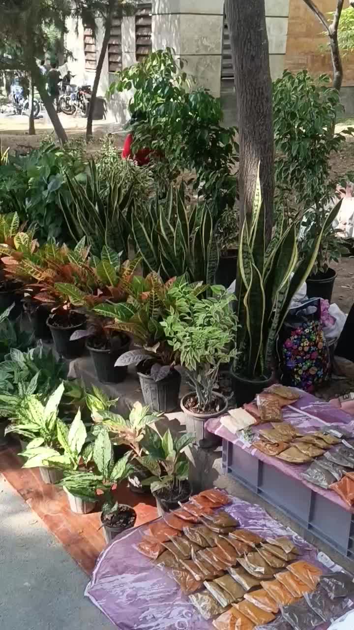 گلفروشی داداشی|گل و گیاه طبیعی|پاکدشت, پاکدشت (مامازند)|دیوار