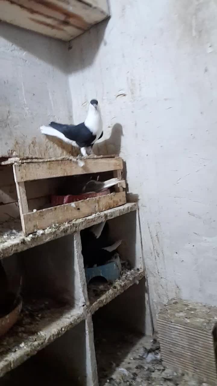 کله دم سفید|پرنده|اندیمشک, |دیوار