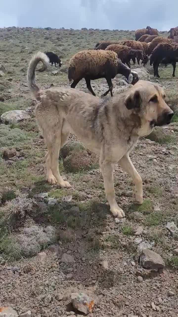 سگ عراقی|سگ|اردبیل, |دیوار
