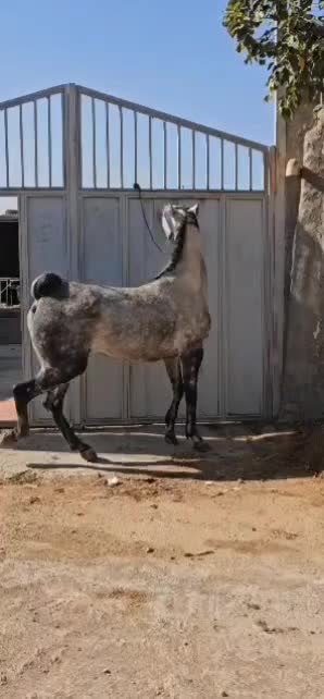 فروش مادیان کرد.نوه شورش شریف|اسب و تجهیزات اسب‌سواری|لنجان, |دیوار