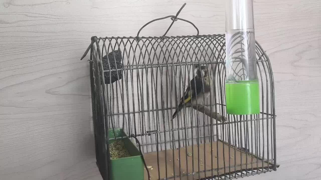 سهره|پرنده|لار, |دیوار