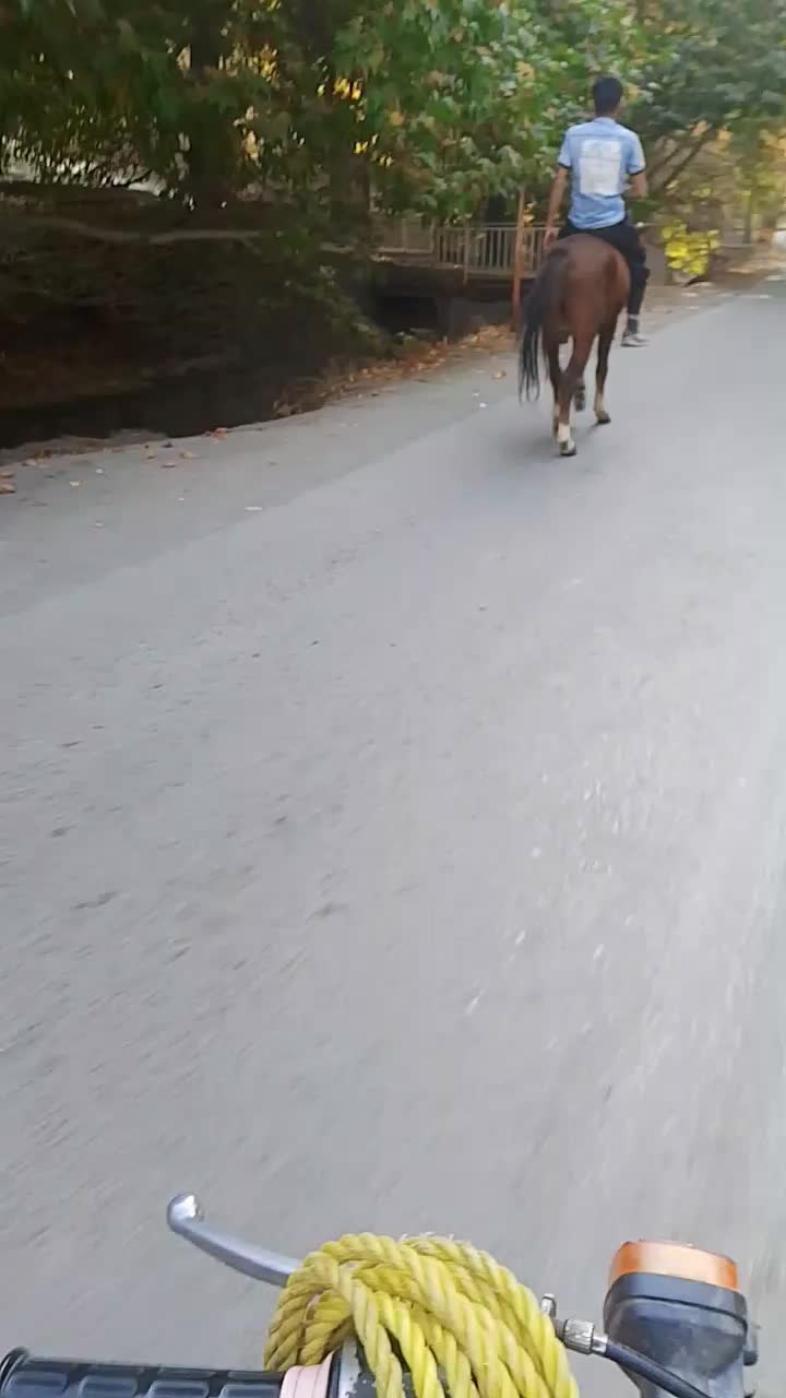 اسب نریون خودیرقه|اسب و تجهیزات اسبسواری|طرقبه, |دیوار