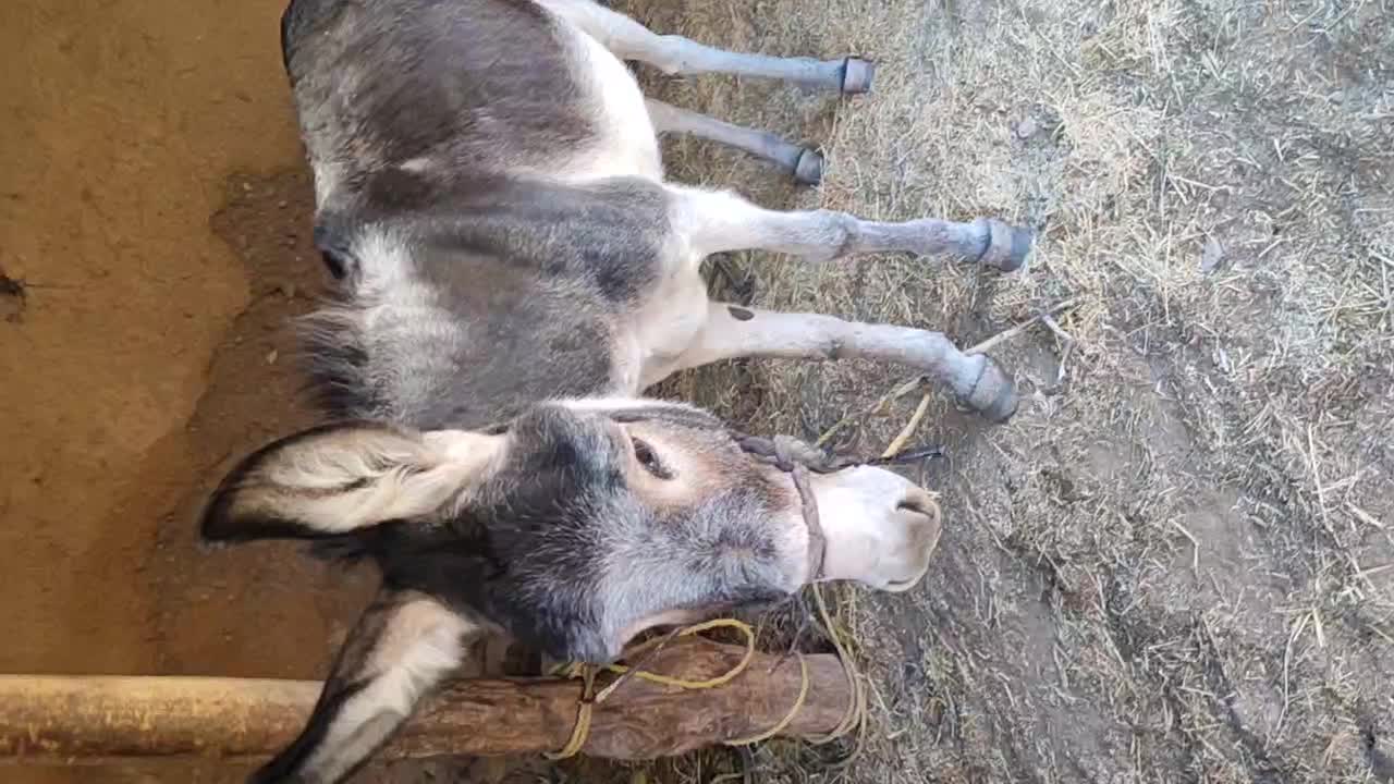 فروش خرماده و کره|حیوانات مزرعه|ماهنشان, |دیوار