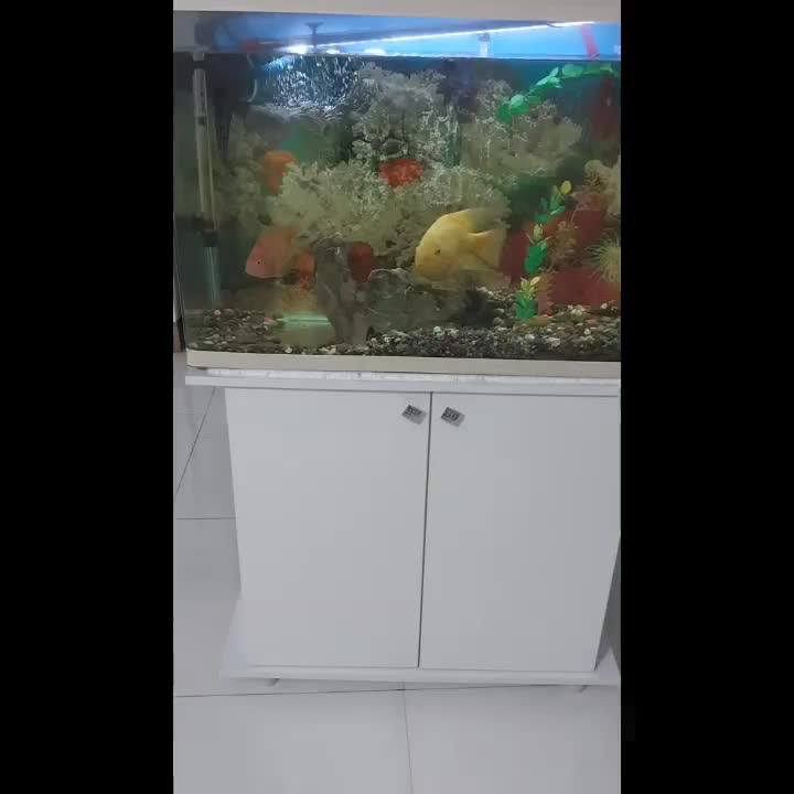 کاملا نو|ماهی|قدس, شهرقدس|دیوار