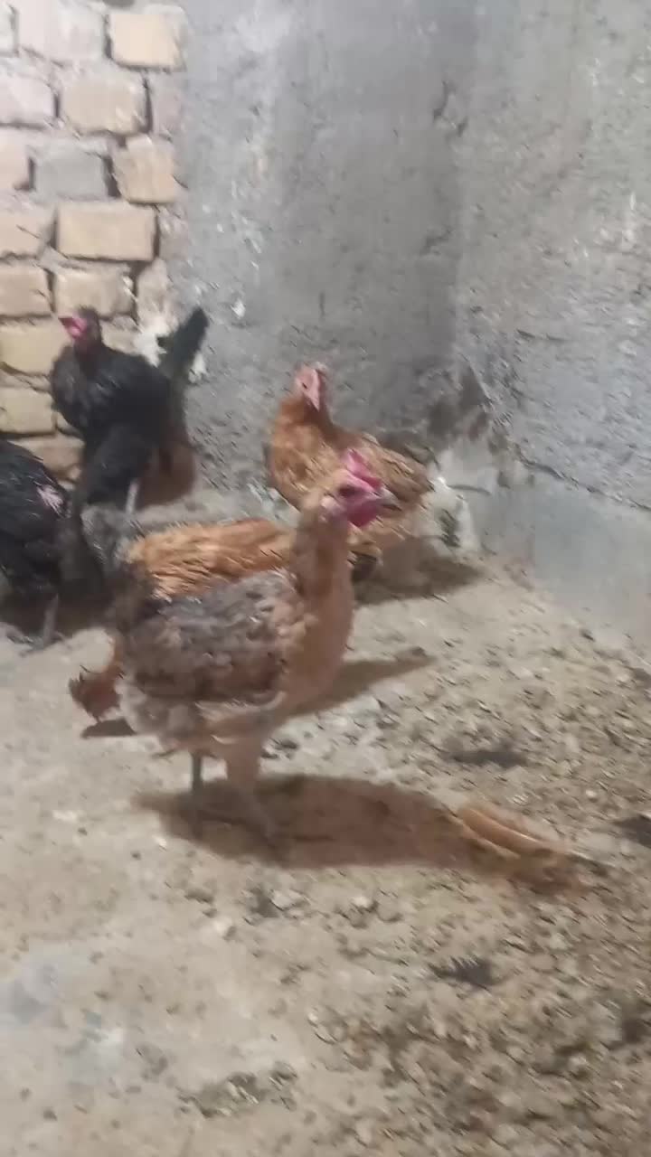 مرغ جیرفتی وخروس گلین|حیوانات مزرعه|حمیدیا, |دیوار