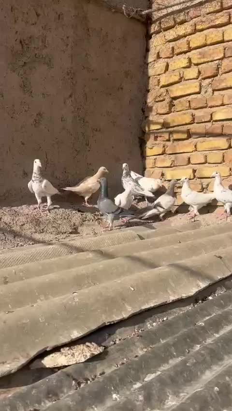 سفیدخطی|پرنده|اقبالیه, |دیوار