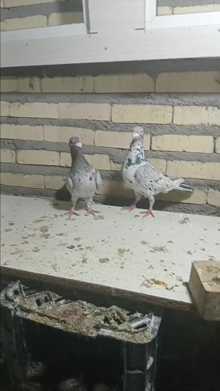 کبوتر|پرنده|تربت جام, حافظ|دیوار