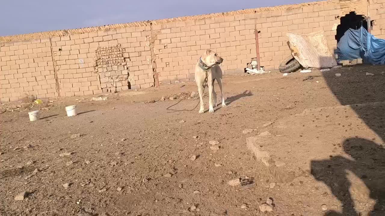 111|سگ|تربت جام, اسماعیل آباد|دیوار