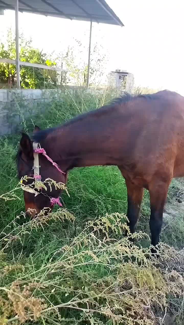 اسب جوان سواری عالی و خیلی ارام|اسب و تجهیزات اسبسواری|گنبد کاووس, |دیوار