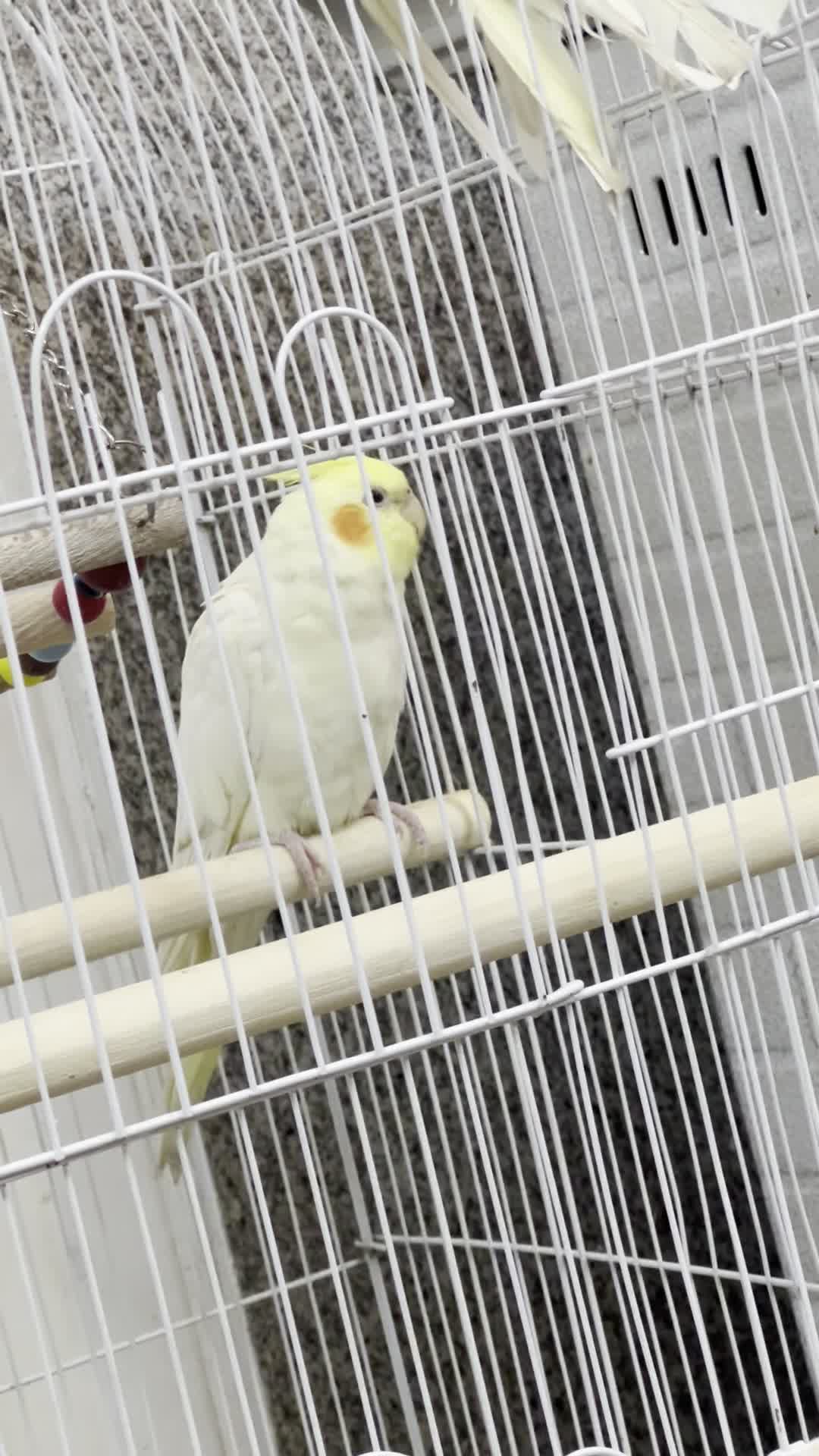 عروس هلندی|پرنده|ری, علایین|دیوار