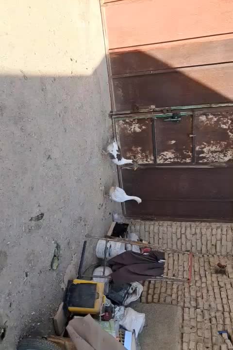 غاز|حیوانات مزرعه|جوادآباد, |دیوار