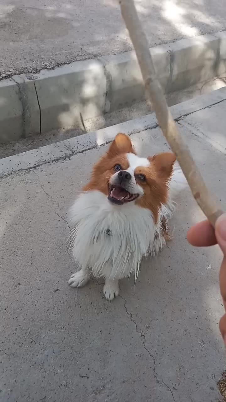 سگ نر بسیار زیبا آماده جفت گیری اول توضیحات|سگ|خرمآباد, |دیوار