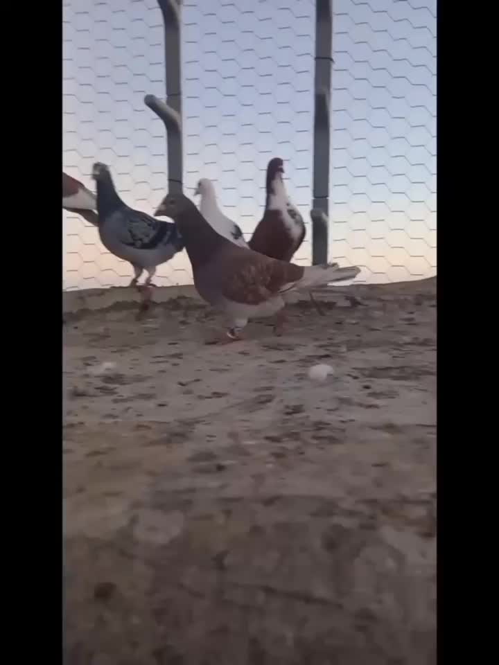 کبوتر|پرنده|تربت جام, نظامی|دیوار