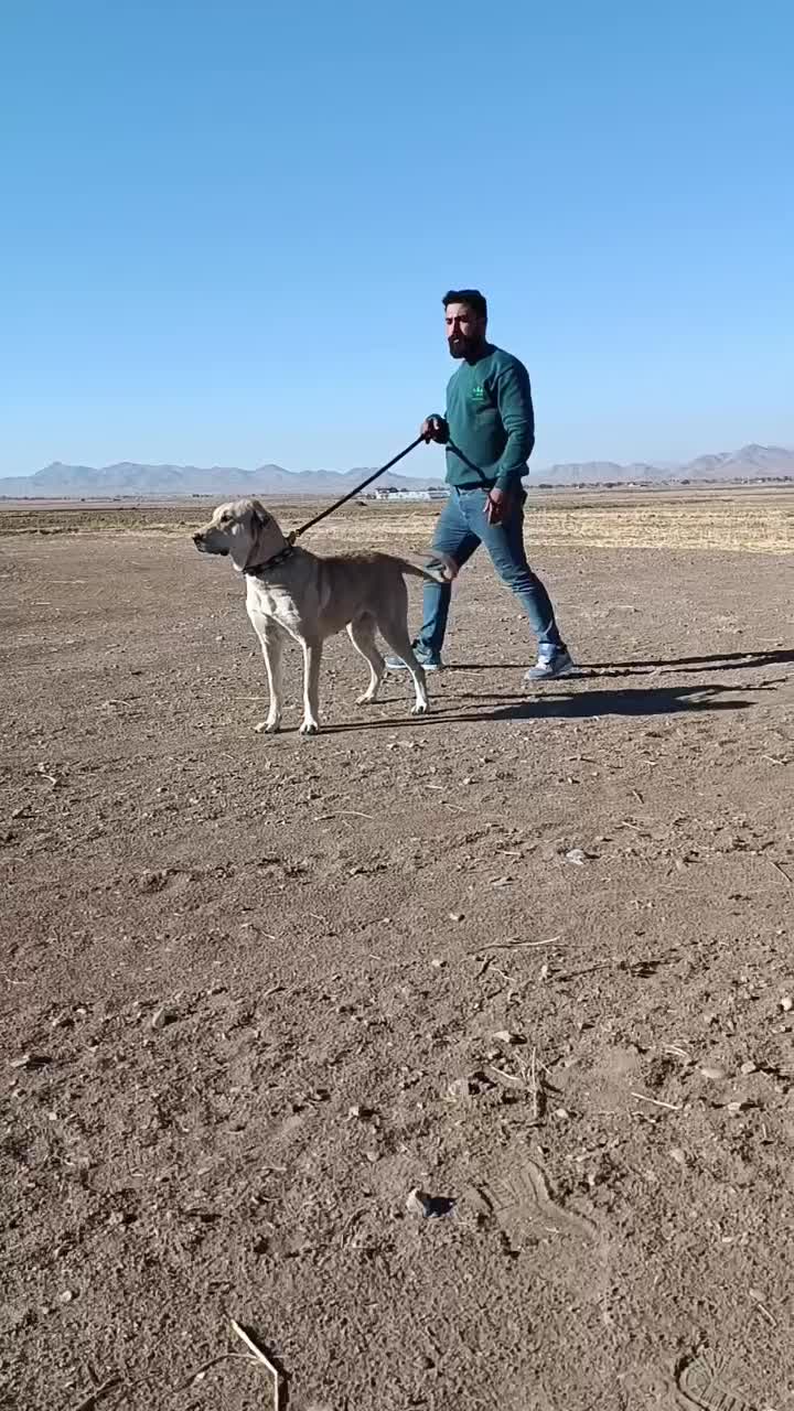 ماده پژدر|سگ|خمین, |دیوار