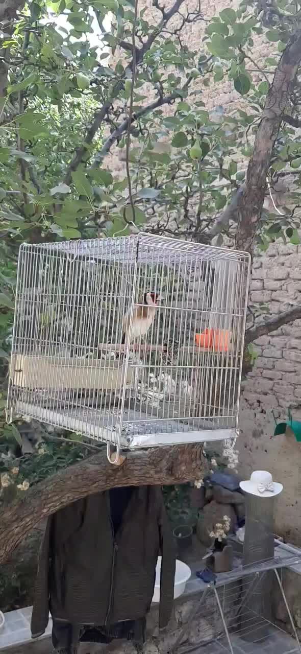 سهره جوجه قفس تازه صاف درجه یک|پرنده|کاشان, شهرک خاتم الانبیا (مسکن ملی کاشان)|دیوار