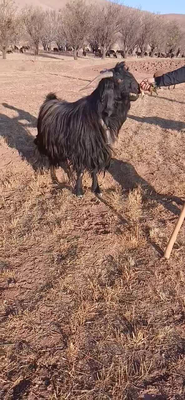 بزنر پاکستانی|حیوانات مزرعه|ابهر, |دیوار