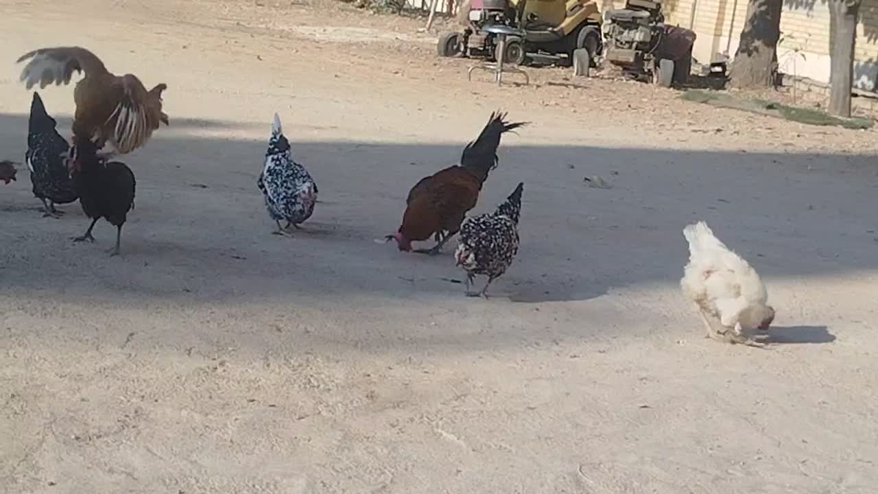 خروس محلی اصل|حیوانات مزرعه|شیراز, پودنک|دیوار