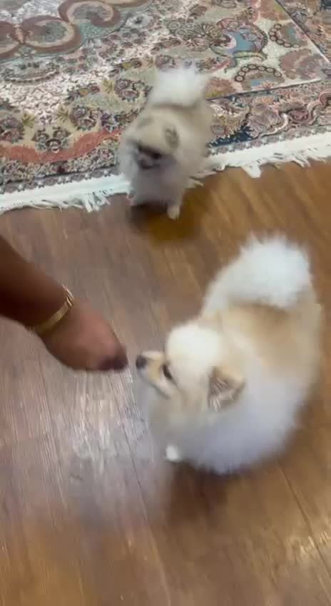 سگ پامر نر|سگ|خمینیشهر, |دیوار