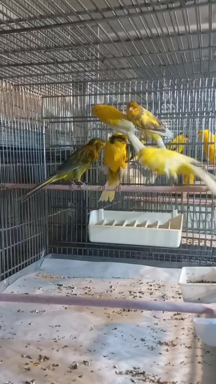 قناری‌ رسمی‌ بلند|پرنده|تهران, دولاب|دیوار