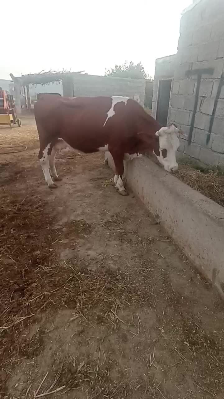 گاو سمینتال شرابی آبستن|حیوانات مزرعه|اصلاندوز, |دیوار