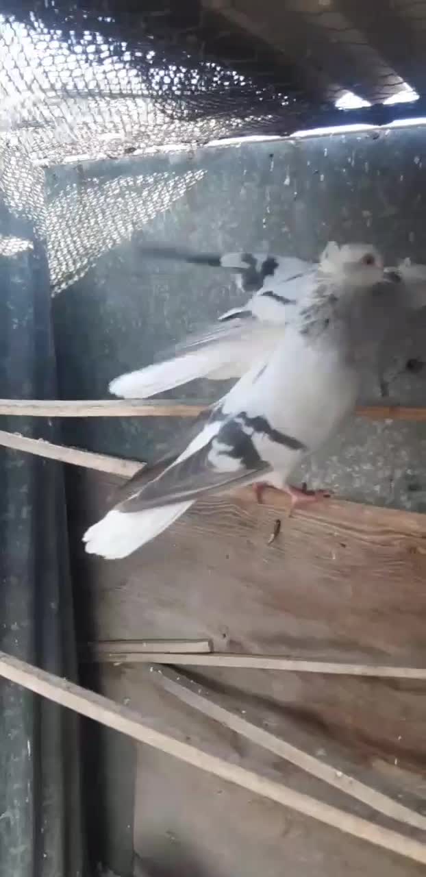 شامی دمسفید زرد هفرنگ خطی|پرنده|کوهین, |دیوار