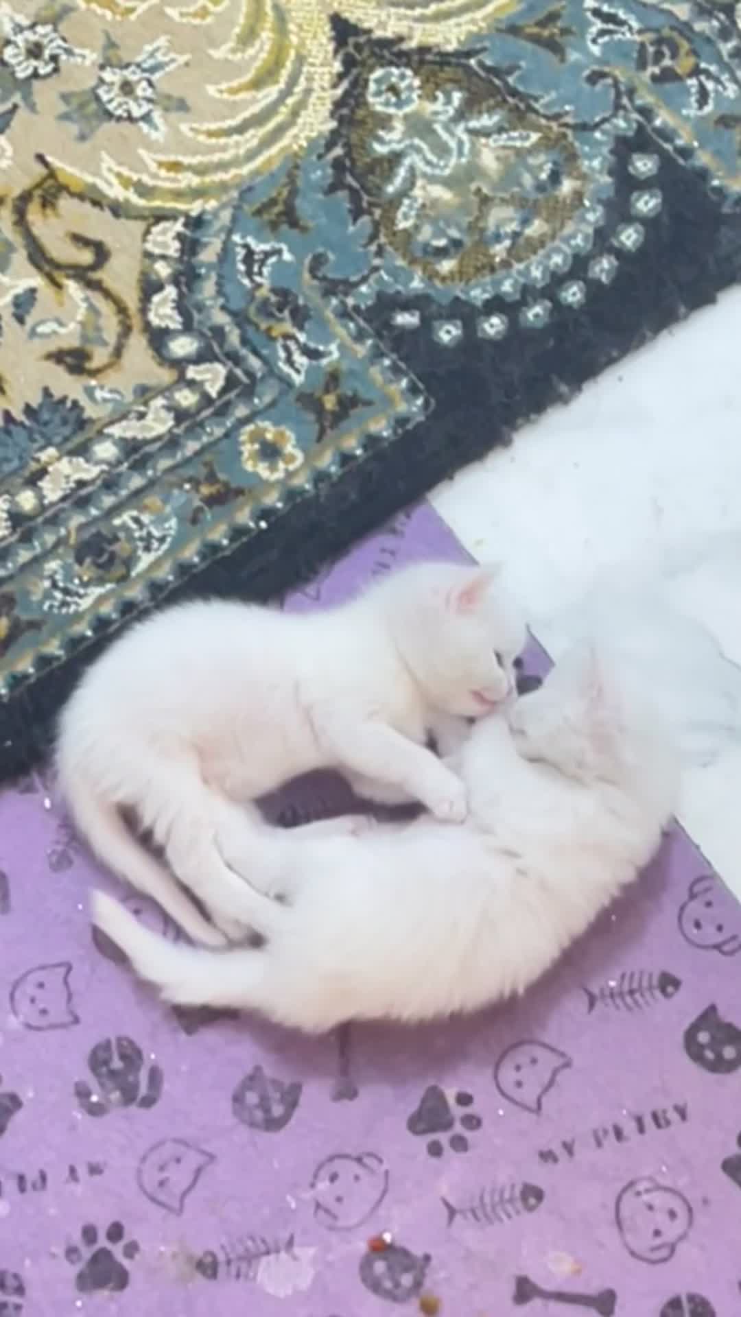 واگذاری گربه بریتیش|گربه|پاکدشت, پاکدشت (مامازند)|دیوار