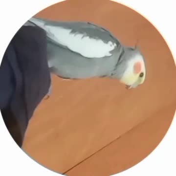 عروس هلندی مولد|پرنده|اندیشه, اندیشه فاز ۲|دیوار