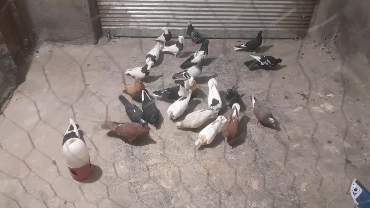 کبوتر|پرنده|دزفول, |دیوار