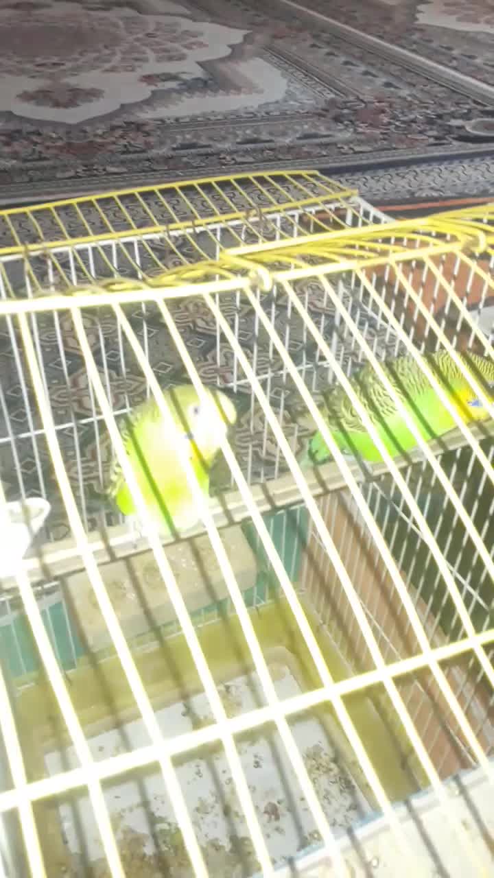 یک جفت مرغ عشق سبز بالغ|پرنده|دره شهر, |دیوار