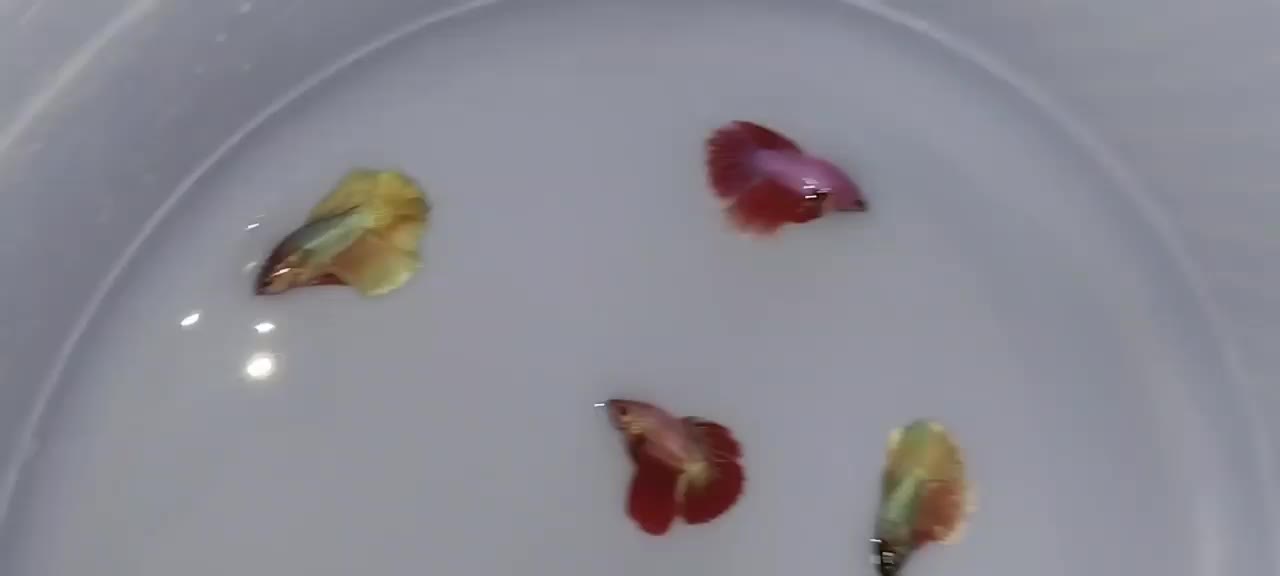 ماهی فایتر|ماهی|تهران, اسکندری|دیوار