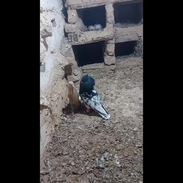 کله|پرنده|قوچان, |دیوار