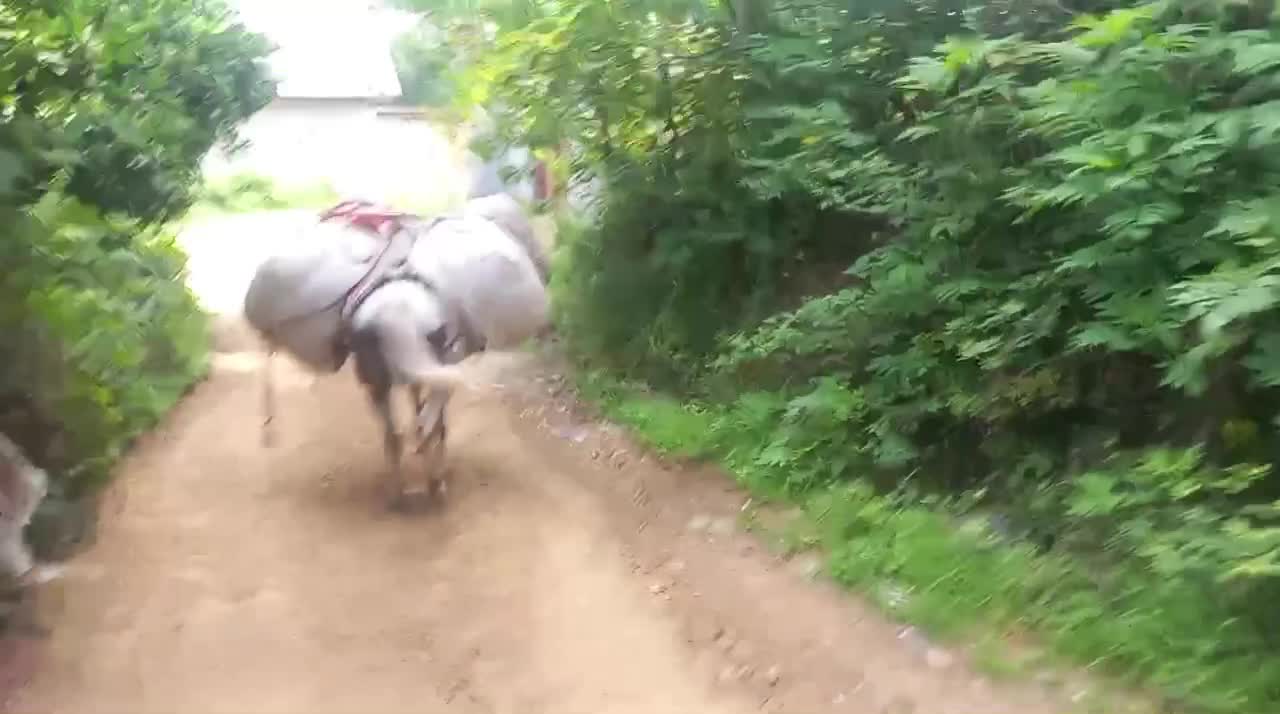 اسب|اسب و تجهیزات اسبسواری|املش, |دیوار