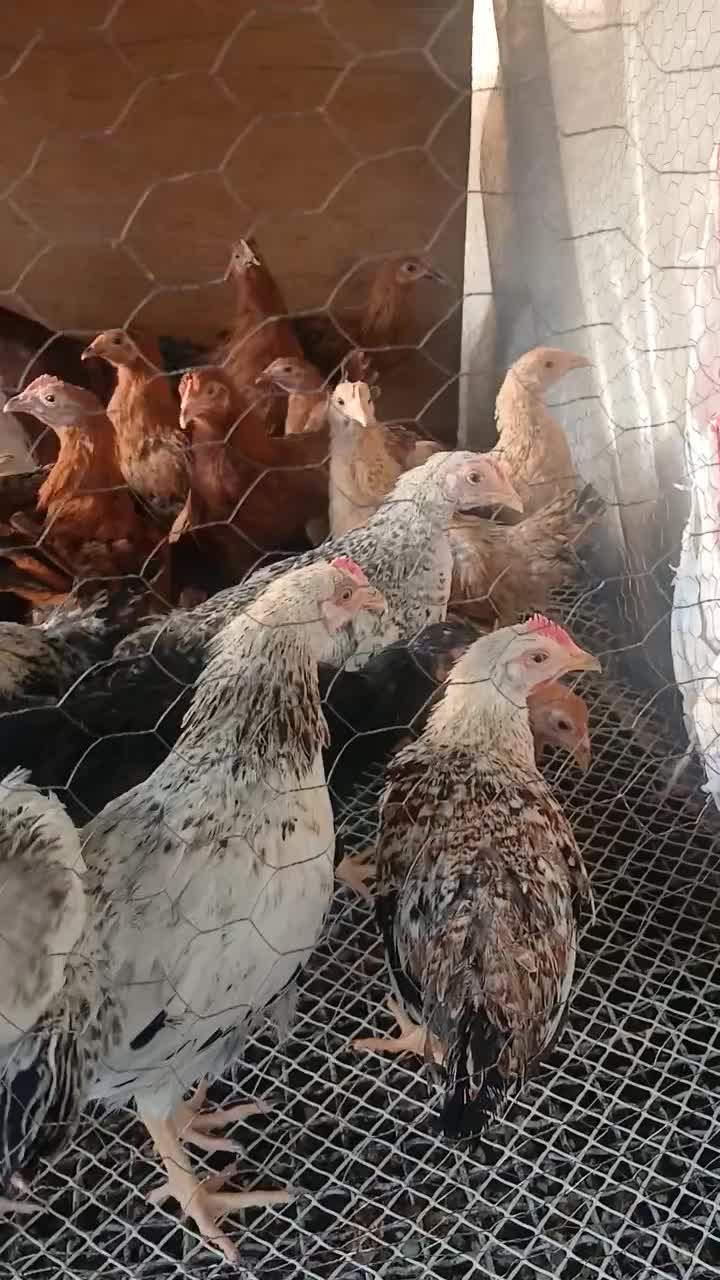 خروس  و جوجه مرغ  و قوغاز  قفس تخم گذاری بلدرچین|حیوانات مزرعه|همدان, |دیوار