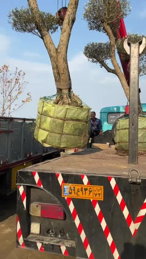 فضای سبز و گل و گیاه|خدمات باغبانی و درختکاری|تهران, شکیبا|دیوار