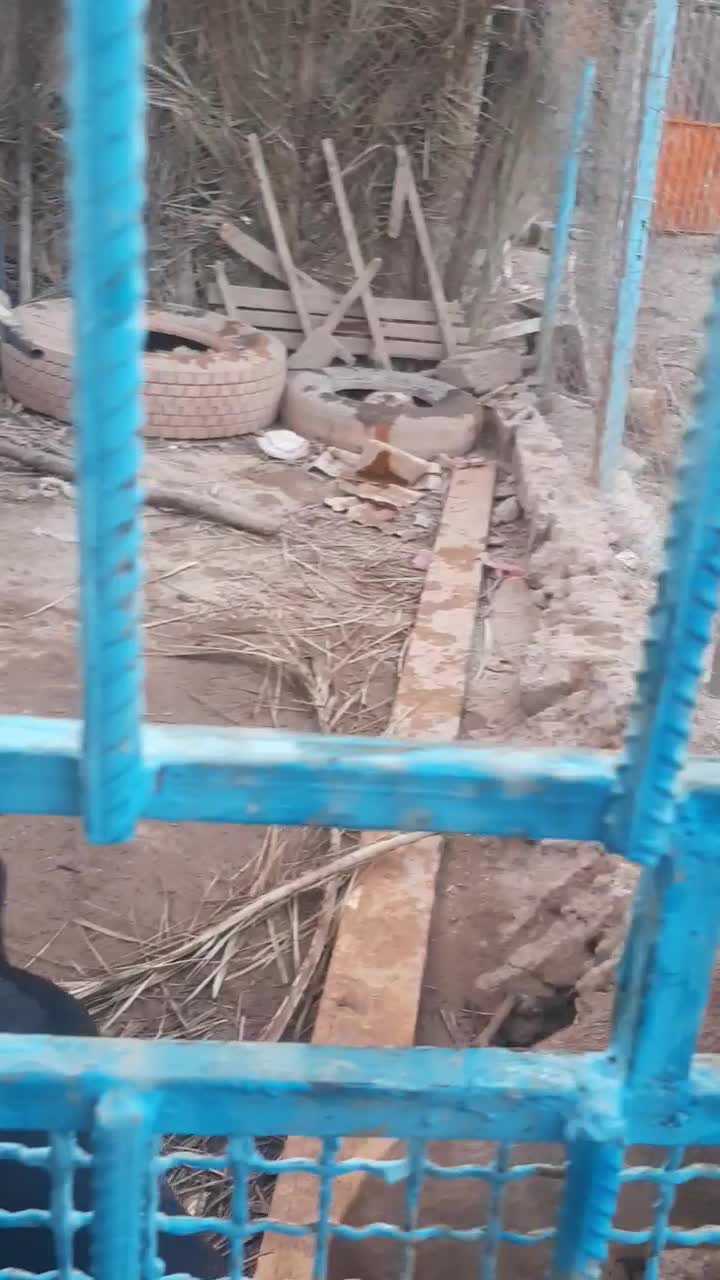 سگ نژاد کنکورسو|سگ|اهواز, کمپلو شمالی|دیوار