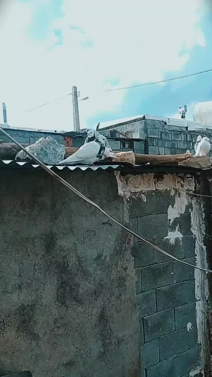 لنده|پرنده|دهدشت, |دیوار