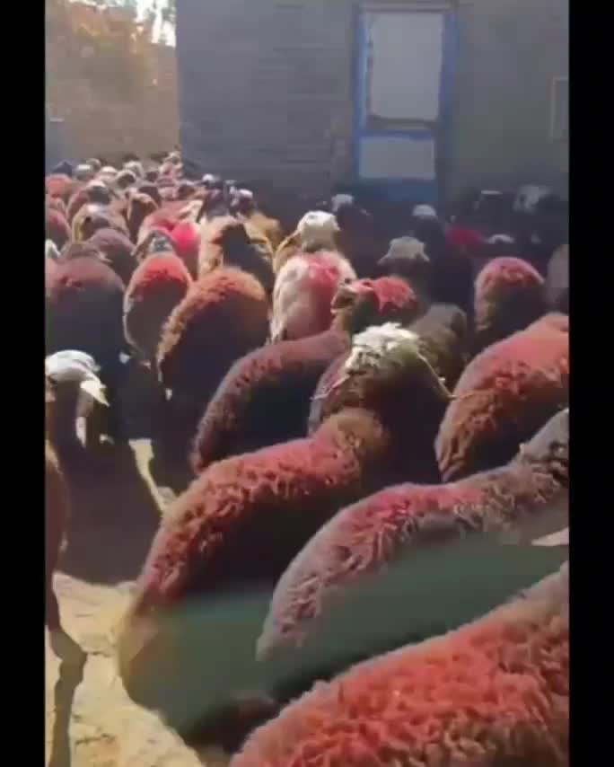 بره نر افشار و بروجردی|حیوانات مزرعه|مشهد, رباط طرق|دیوار