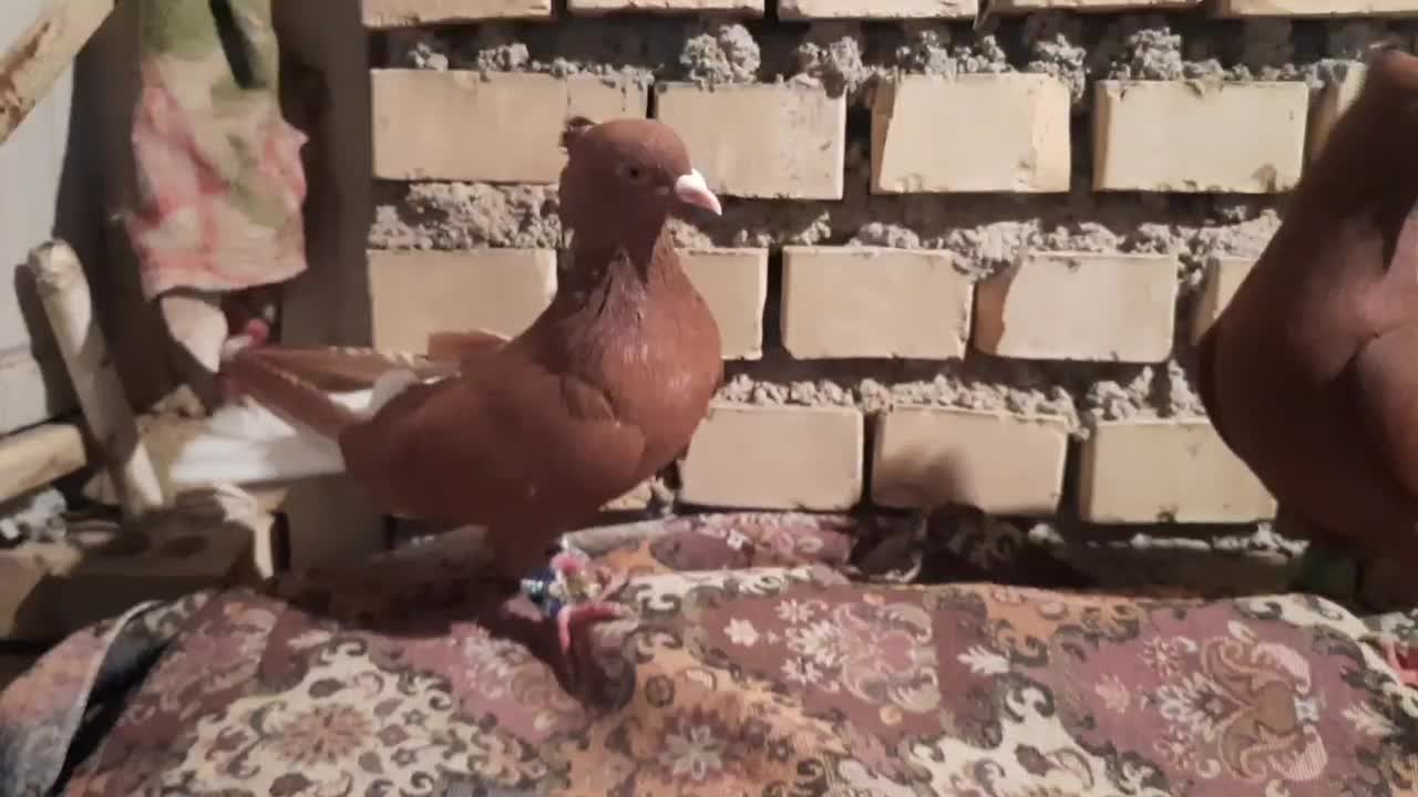 کفتر اشعل|پرنده|خرمشهر, |دیوار