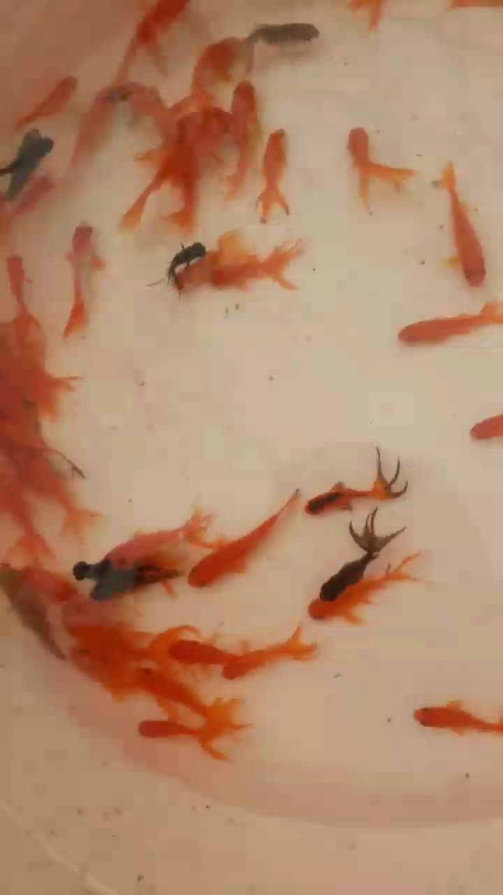 ماهی قرمز|ماهی|اردبیل, |دیوار