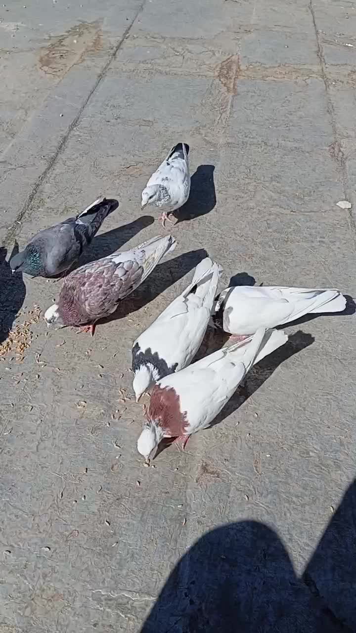 کبوتر طوقی و کوهی|پرنده|قروه, |دیوار