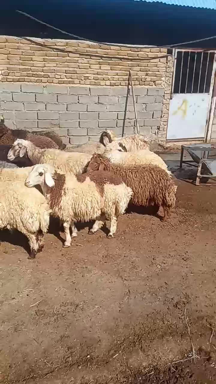 بره میش بز شیشک بزغاله کشتاری و داشتی فروشی|حیوانات مزرعه|خرم‌آباد, |دیوار