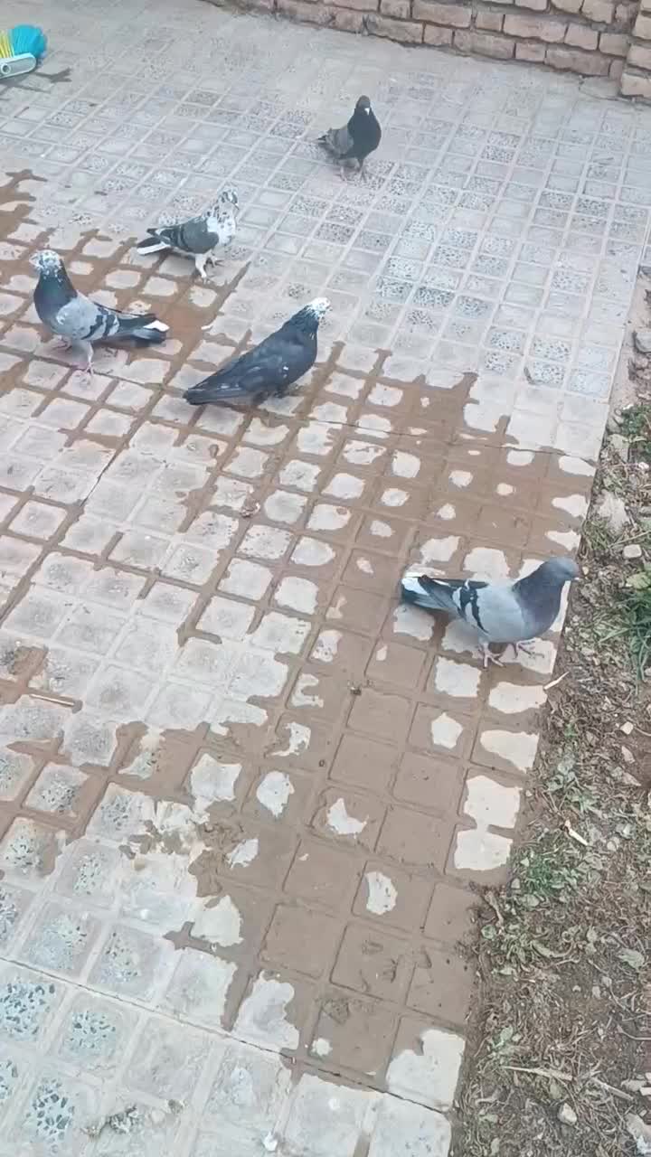 کفترپر کنده|پرنده|شهرکرد, |دیوار