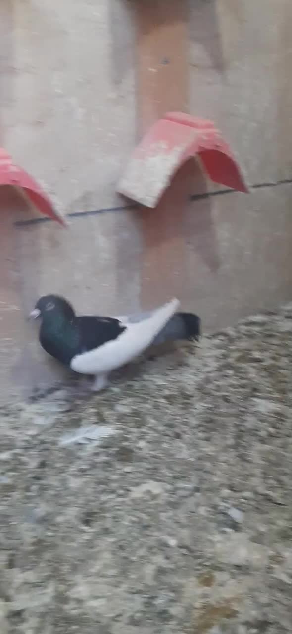 یهودی نر عالی|پرنده|فردیس, شهرک شهید حسینی|دیوار