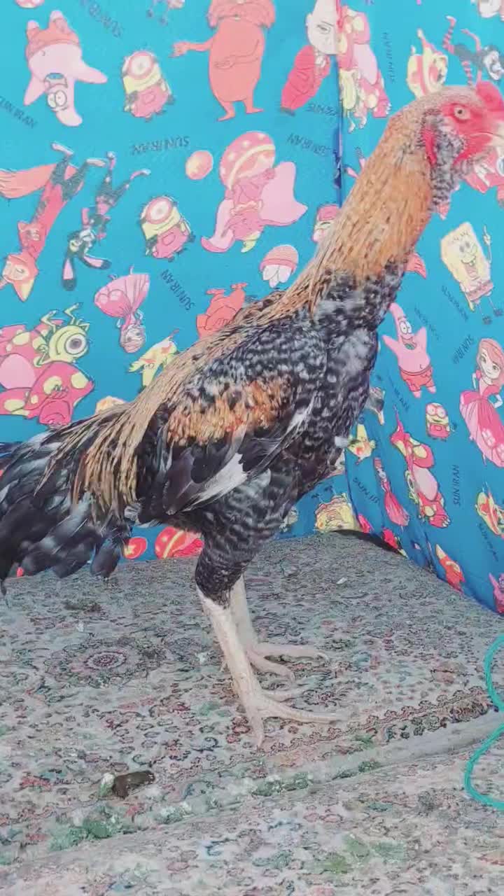 کوکو وارداتی|پرنده|جوادآباد, |دیوار