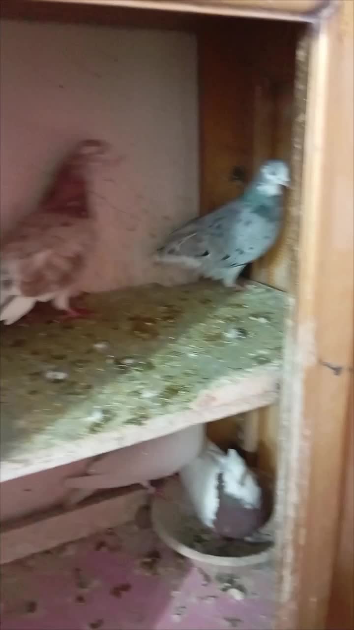 کبوتر|پرنده|الوند, |دیوار