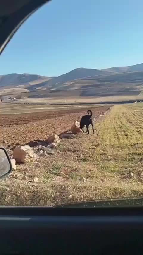 سگ سراب|سگ|کرمانشاه, |دیوار