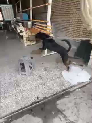 روتوایلر نر کشش|سگ|اصفهان, آبشار|دیوار